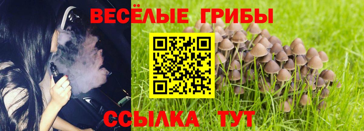 Псилоцибиновые грибы Psilocybe Вологда